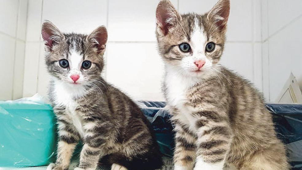 Der Tierschutz Rheiderland sucht für Sidney und Sharpy ein neues Zuhause. © Foto: Tierschutz Rheiderland