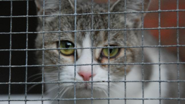 Tierheim sucht auch Zweibeiner zum Katzenkuscheln