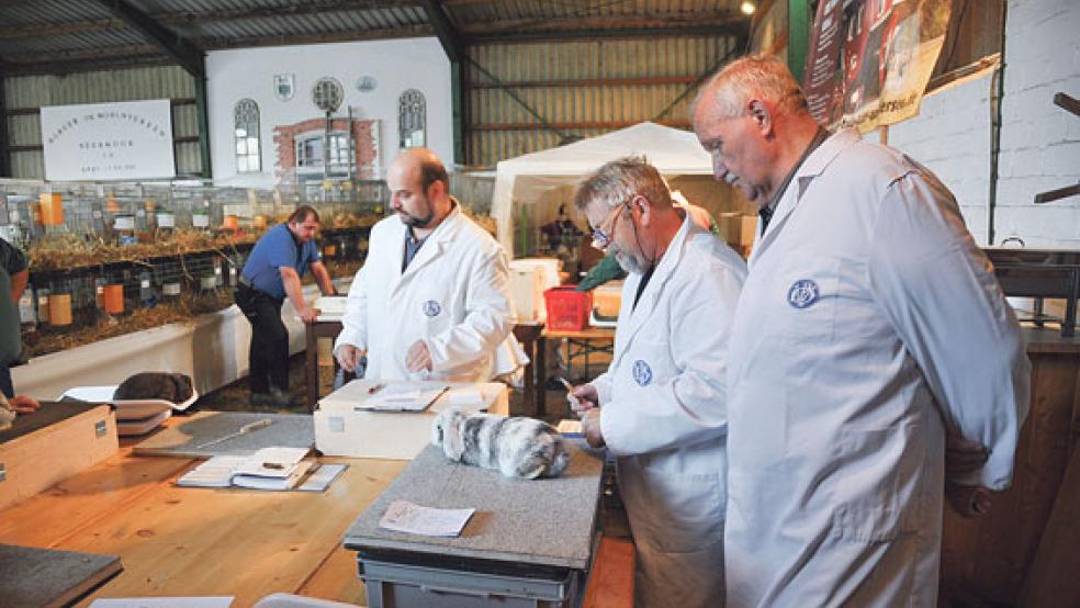 Fast 1000 Rassekaninchen wurden am Donnerstag von den Preisrichtern in der Mühle in Neermoor bewertet. © Fotos: Wolters