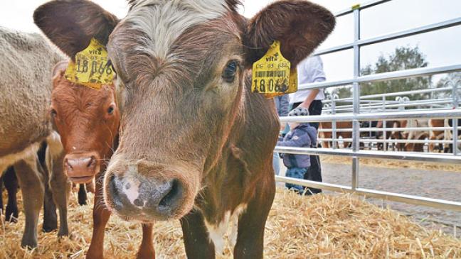 Viehauftrieb in Leer: Ab heute wieder »Fiev Daag free Markt!«