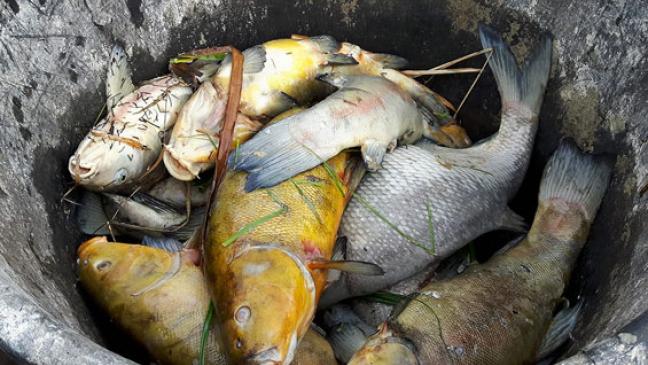 Sorgen giftige Stoffe für Fischsterben?