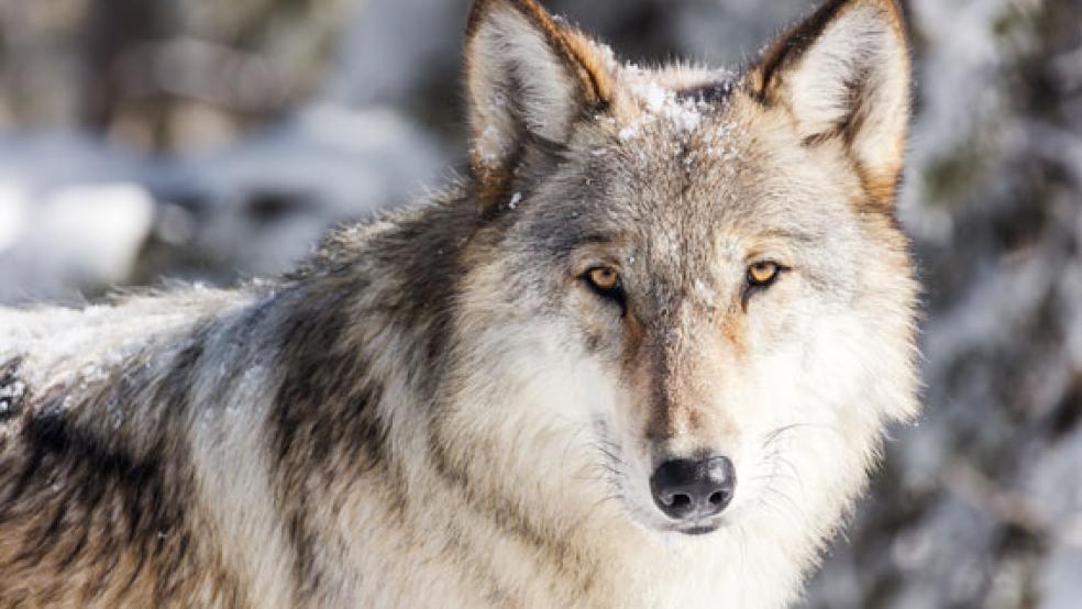 War es ein Wolf? Vieles deutet darauf hin, dass ein Raubtier auf einem Hof in Surwold ein Huhn gerissen hat, wie die Polizei berichtet. © Foto: pixabay