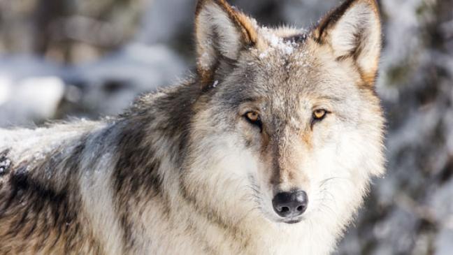 Mutmaßlichen Wolf mit Böller verjagt