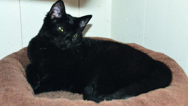 Acht Pfoten auf Haussuche