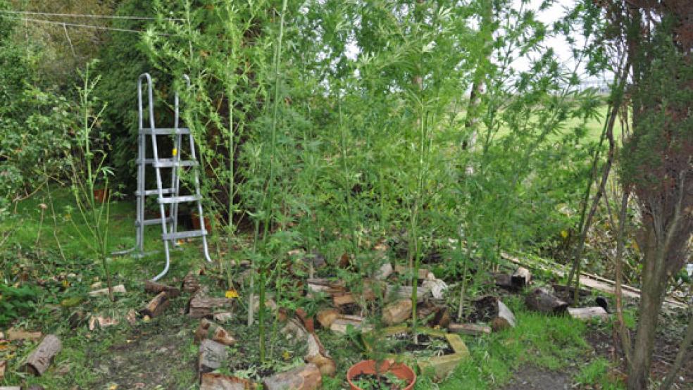 Diese Cannabispflanzen stellte die Polizei in Emden-Borssum sicher. © Foto: Polizei