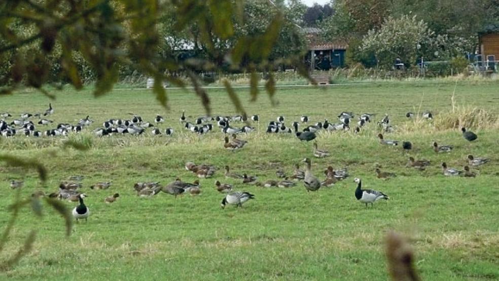 Auf den Zugvögeltouren des NABU können unter anderem Pfeifenten und Bläss- und Nonnengänse bewundert werden. © Foto: Ratering