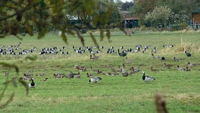 Frühstück mit Wildgänsen