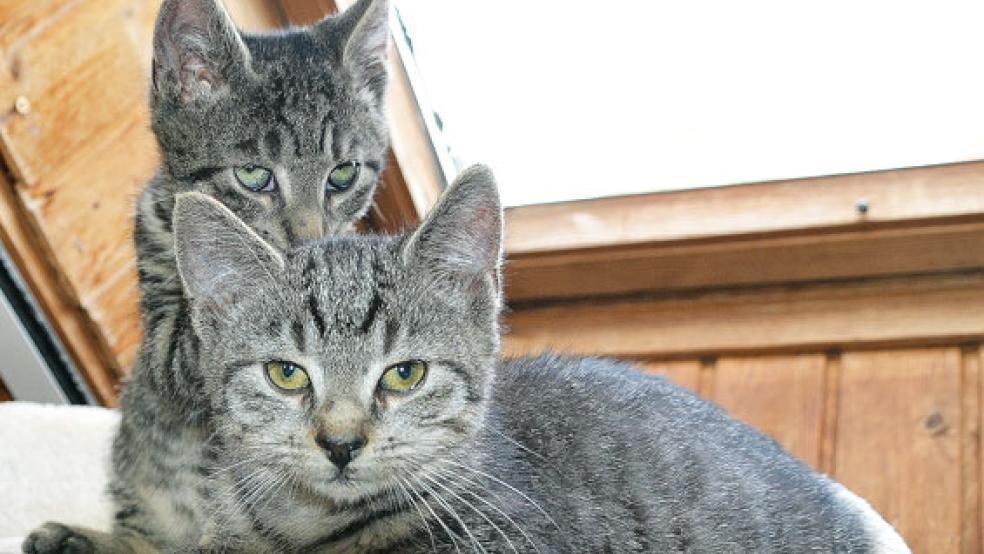 Rudi und Robbie sollten zusammen vermittelt werden. © Foto: Streunerkatzen Rheiderland