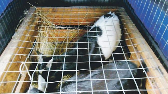 Tierschützer prangern Missstände an