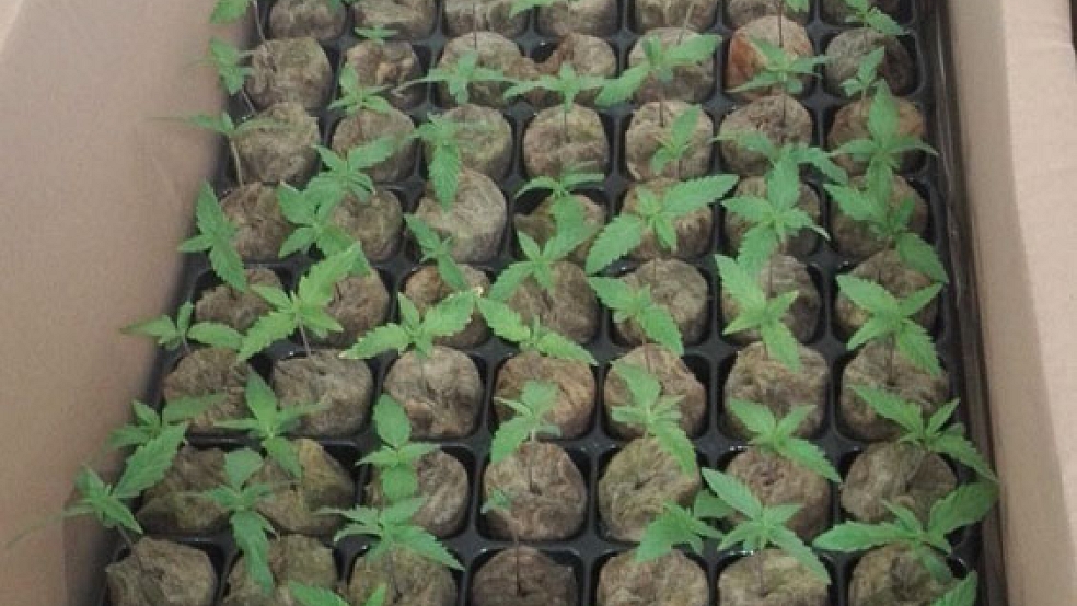 Im Auto eines 47-Jährigen wurden acht Kartons mit 602 Cannabis-Pflanzen entdeckt. © Foto: Bundespolizei