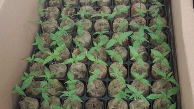 Cannabis-Pflanzen in acht Kartons