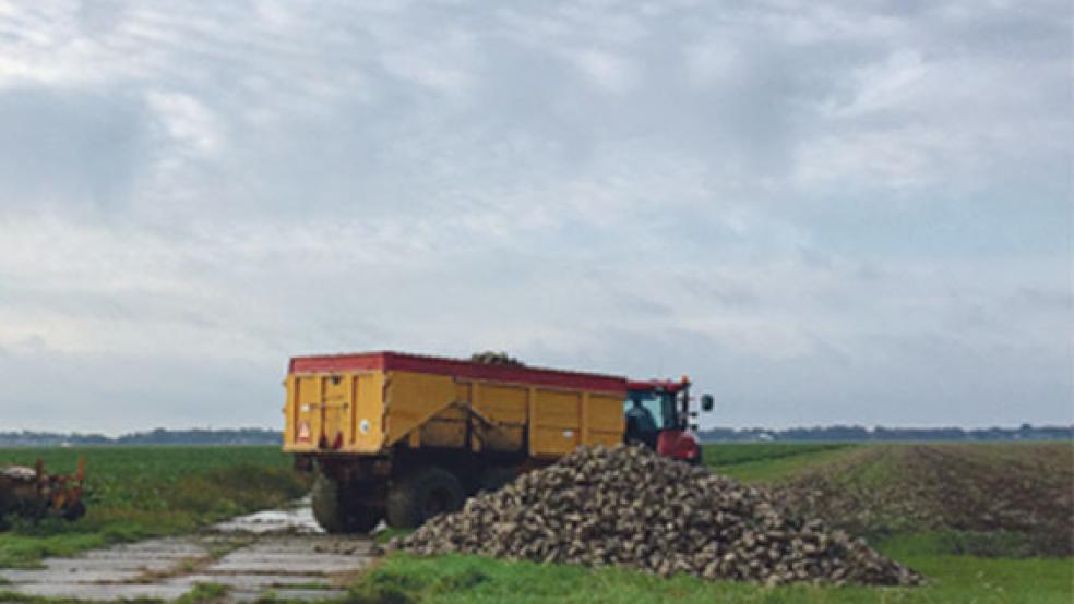 Auch in Bellingwolde ist die Zuckerrübenernte noch in vollem Gange. © Foto: Kuper