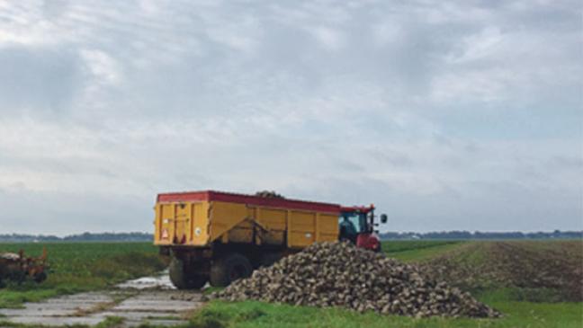 Ernte läuft noch bis Ende des Jahres