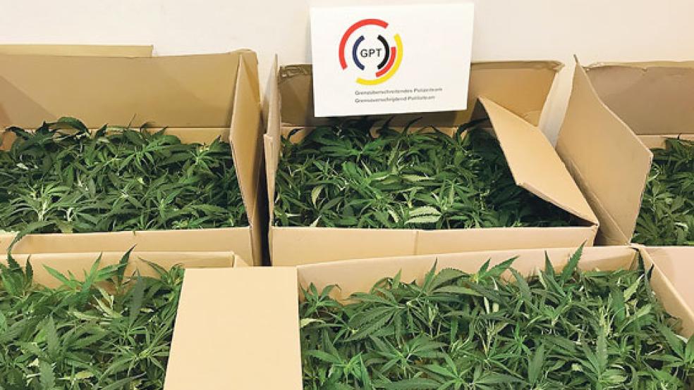 Und wieder war ein 47-jähriger Drogenkurier glücklos beim Versuch, Cannabispflanzen zu schmuggeln. © Foto :Bundespolizei