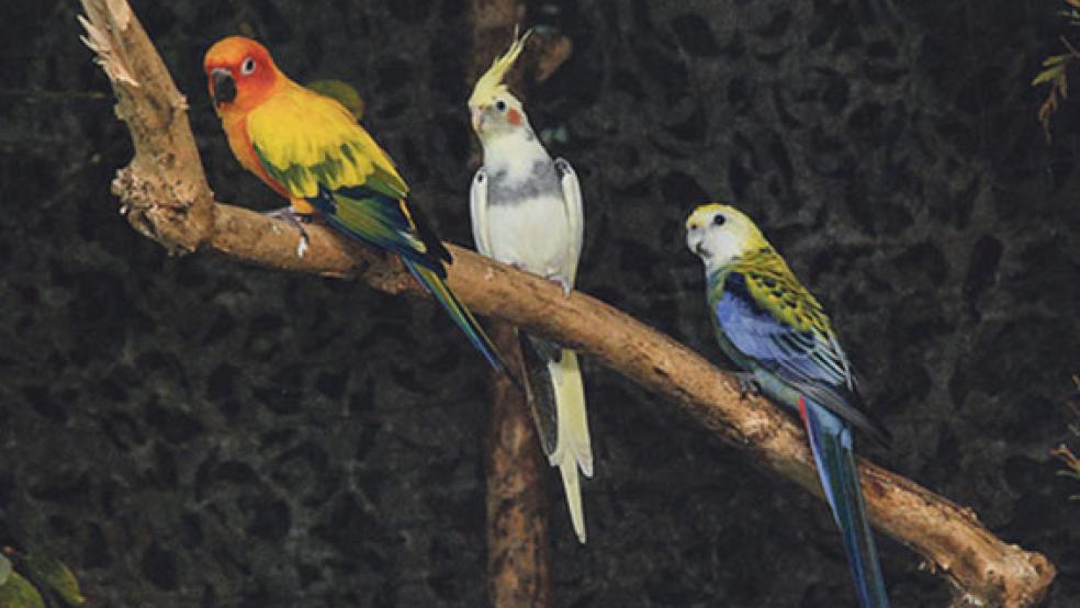 Exoten wie diese drei Exemplare sind in der Kleintierhalle am Beningaweg in Weener ebenfalls auf der Vogel-Ausstellung zu sehen. © Archivfoto: Kuper