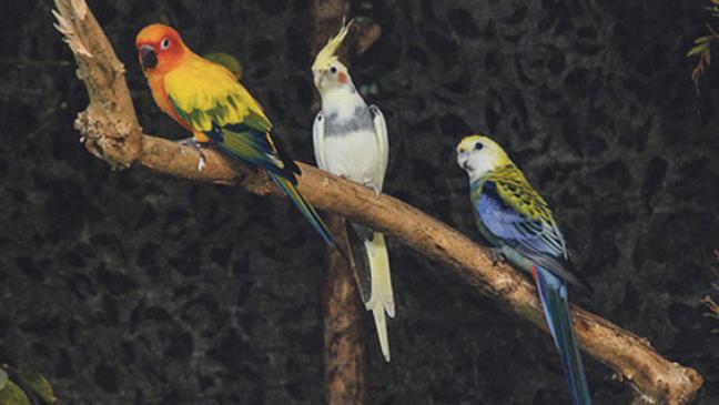 Gefiederte Blickfänge