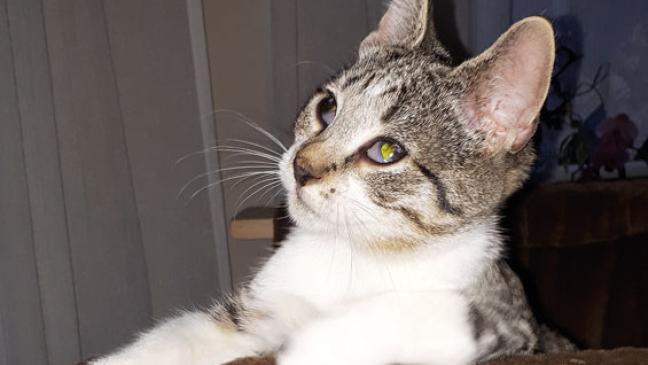 Charmeur mit Schönheitsfehler