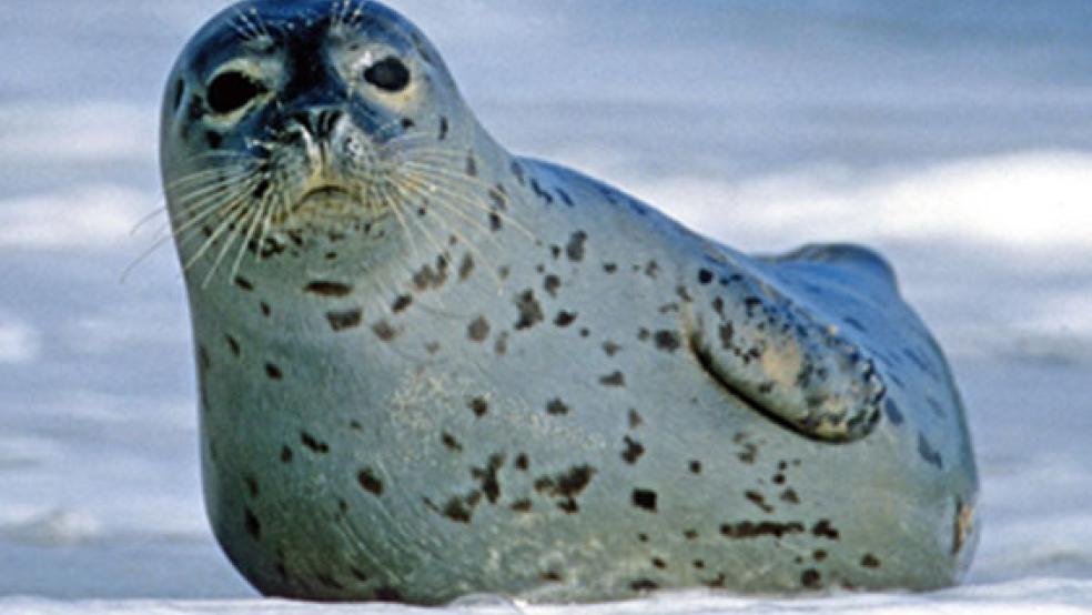 Den Seehunden im Bereich des deutsch-dänisch-niederländischen Wattenmeeres geht es gut. © Foto: Klaus Janke