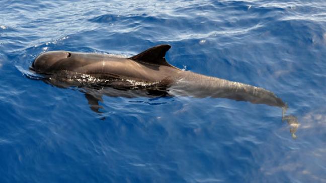 Drei tote Wale  gestrandet