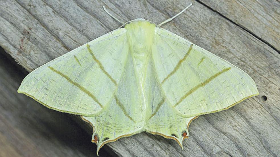 Der Nachtschwalbenschwanz oder Holunderspanner kommt in den Auwaldbeständen an der Ems vor. © Fotos: Carsten Heinecke