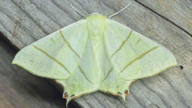 »Mulkentövers« lassen Forscheraugen leuchten