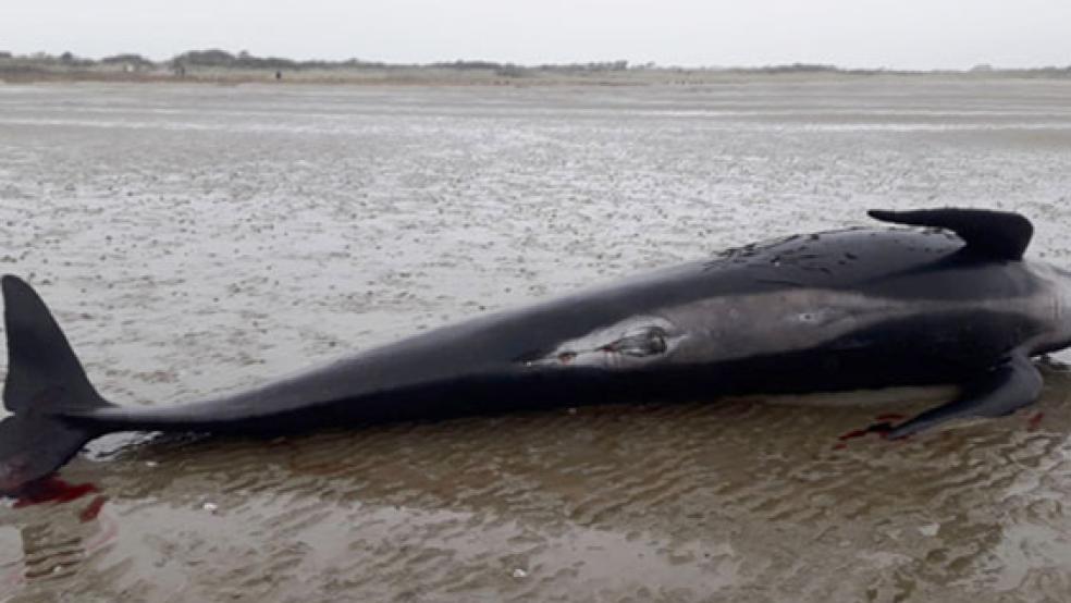 Ein toter Grindwal liegt im Watt vor Juist. Insgesamt drei verendete Grindwale sind vor der ostfriesischen Küste im Nationalpark Wattenmeer angetrieben worden.. © Foto: Wagner (dpa)