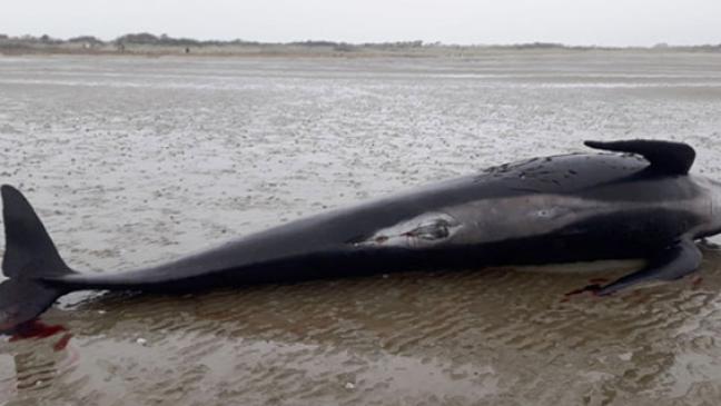 Wale vermutlich durch Stress verendet