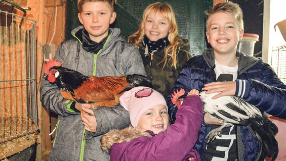 Hühnerzucht liegt ihnen in den Genen: Sönke (von links), Enne und Max Niemann (hinten Freundin Sara) haben sich vom Hobby ihres Opas Gerhard anstecken lassen und sind mit ihren eigenen Züchtungen schon sehr erfolgreich.  © Foto: Himstedt