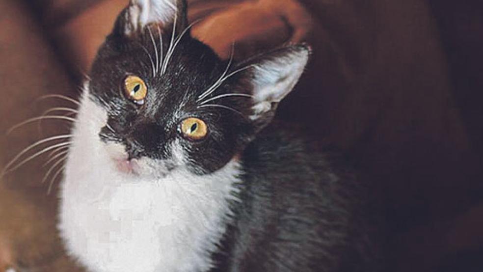 Mit fünf Monaten ist die Katze »Feli« noch sehr jung. Sie sucht ein neues Zuhause. © Foto: Streunerkatzen Rheiderland