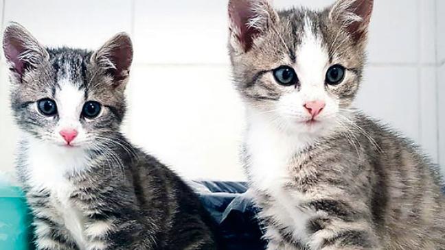 Katzen suchen Zuhause