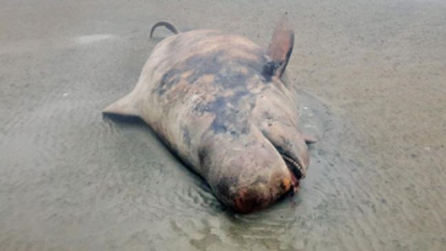 Wieder toter Grindwal vor Juist