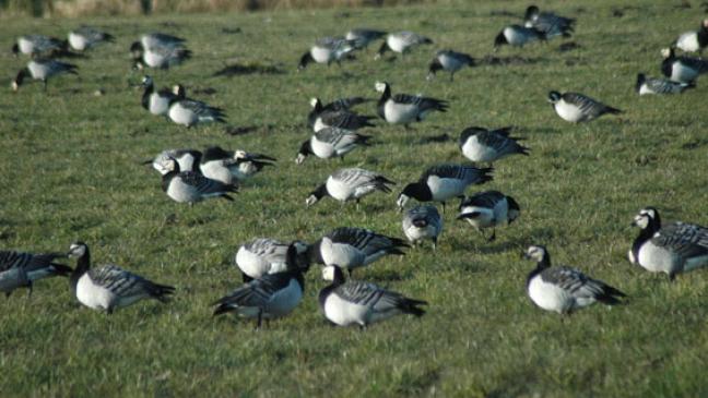 Bei Jagd-Freigabe kein Geld für Gänseschutz