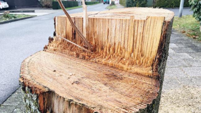 Linden und Eichen müssen weichen