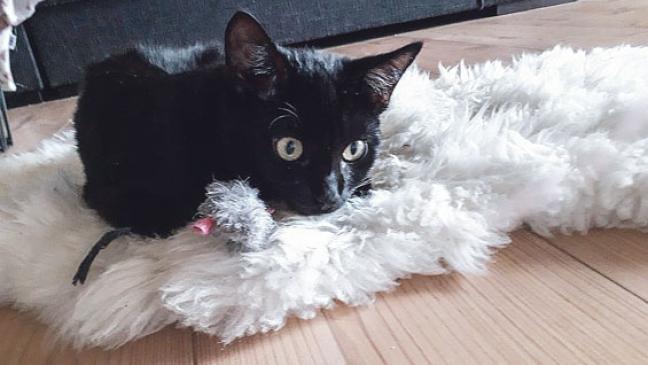 Treue Tierfreunde gesucht