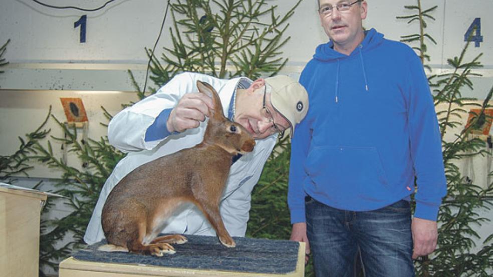 Auf »Tuchfühlung« geht hier Preisrichter Warner Behrends aus Aurich mit einem rot-braunen Hasenkaninchen. Michael Goemann (rechts), Vorsitzender des Rassekaninchenzuchtvereins i57, freut sich auf viele Ausstellungsbesucher. © Foto: Hoegen
