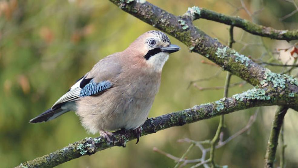 Der Eichelhäher könnte zu den Vogelarten gehören, die wieder vermehrt in den winterlichen Gärten in Ostfriesland zu beobachten sind. © Foto: Rolf Köhler (NABU)