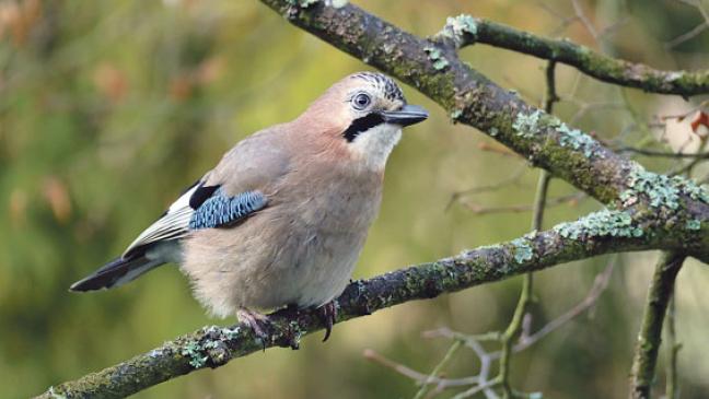 Ausschau halten nach Spatz und Meise