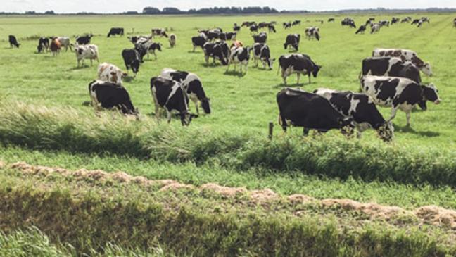Steigende Anzahl der Weidekühe in den Niederlanden