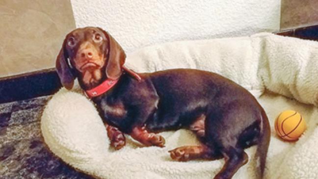 Kurzhaardame sucht langfristige Bleibe