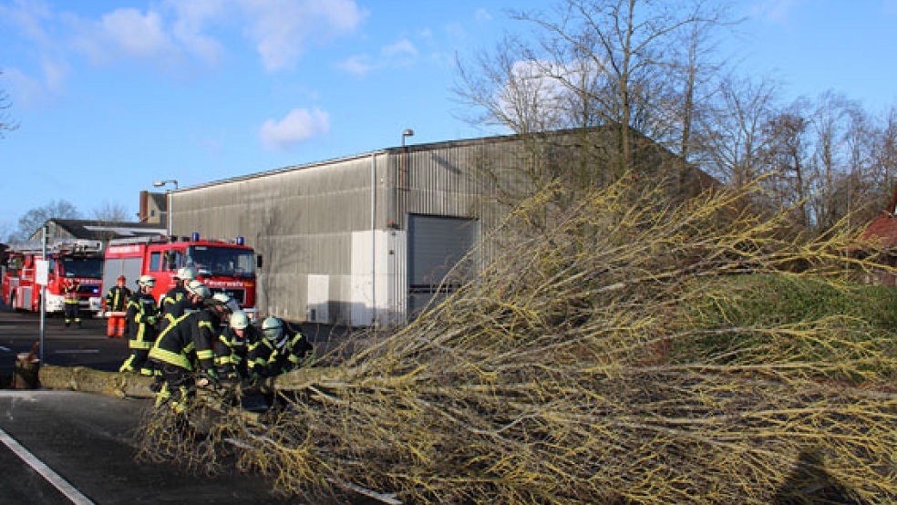 Die Feuerwehr fällte heute Vormittag einen Baum am Hafen in Weener. Weil der Baum drohte, wegen der Windböen auf die Straße zu stürzen, hatte die Polizei die Feuerwehr angefordert. © Foto: Joachim Rand