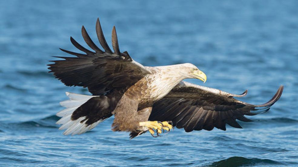 Seeadler haben sich dieser Tage auf der Ems-Insel »Bingumer Sand« aufgehalten. Die Aufnahmen einer dort installierten Webcam zeigten zwei erwachsene Tiere beim Verspeisen ihrer Beute, vermutlich einer Gans. © Symbolfoto: Klemens Karkow (NABU)