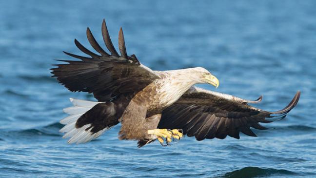 Adler-Paar wie zum Greifen nah