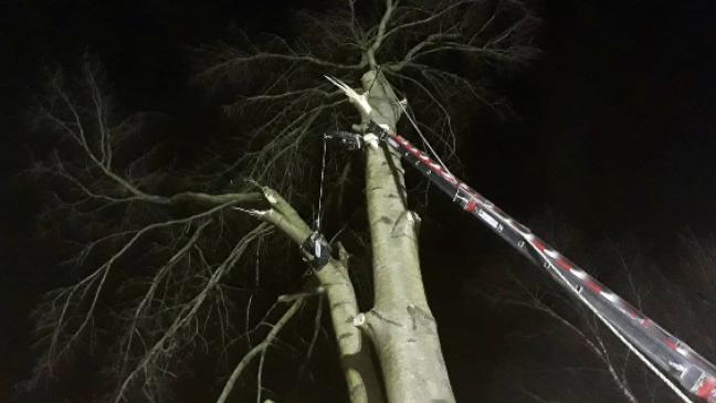 Tonnenschwere Baumkrone wird zur Gefahr