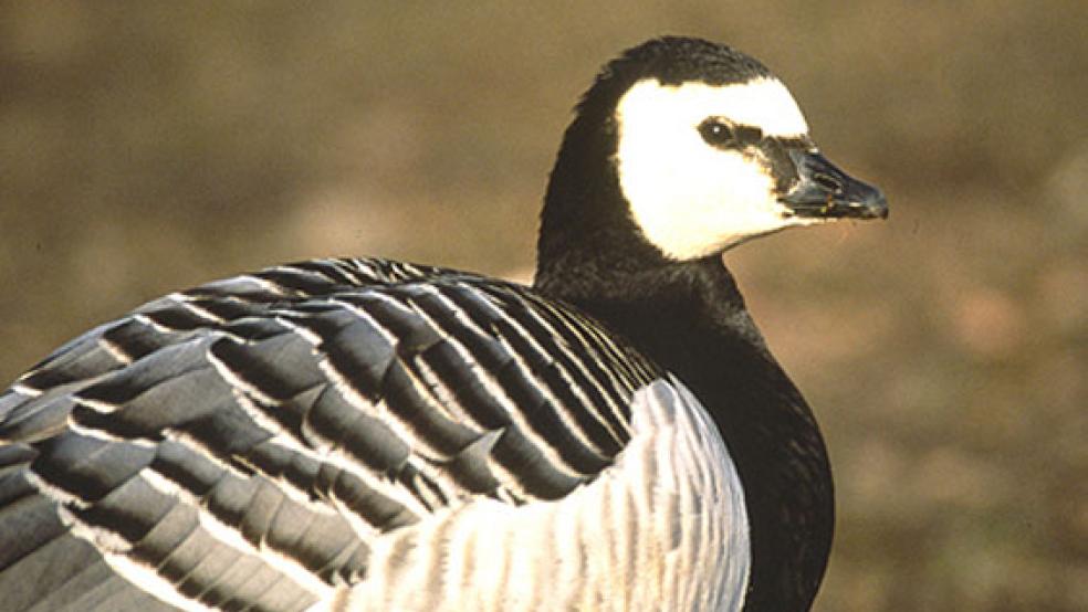 Eine Mehrheit im Kreistag des Landkreises Leer spricht sich für eine Bejagung der Nonnengans aus. © Foto Kruckenberg