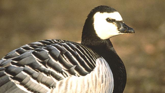 Nonnengans in Jagdrecht aufnehmen