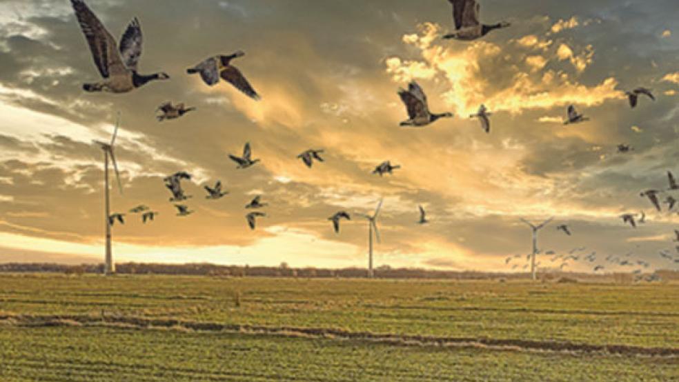 Trotz aller Idylle: Gänse verursachen auch im Rheiderland immer wieder Fraßschäden auf landwirtschaftlichen Flächen. © Foto: Bruins