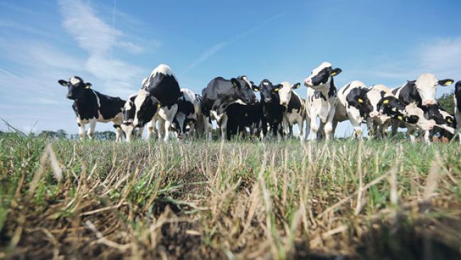 Höfesterben wird sich  beschleunigen
