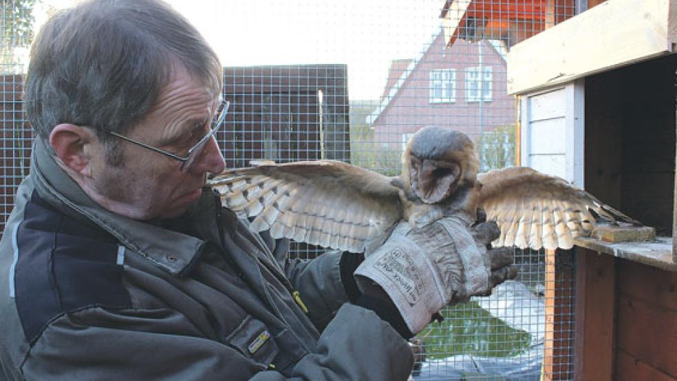 Für den Tierschutzverein Rheiderland kümmert sich Hartmut Bendix um verletzte Greifvögel, wie diese Schleiereule die gegen die Mauer eines Bauernhauses geprallt ist.  © Fotos: Berents