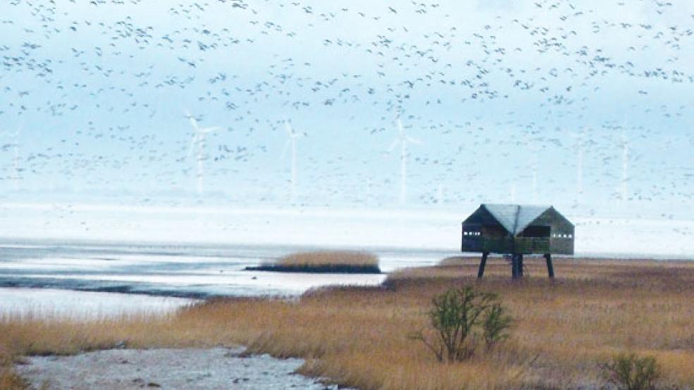 Gänseflug bei Sonnenaufgang über der Kiekkaaste in Nieuwe Statenzijl. © Foto: Ratering/NABU