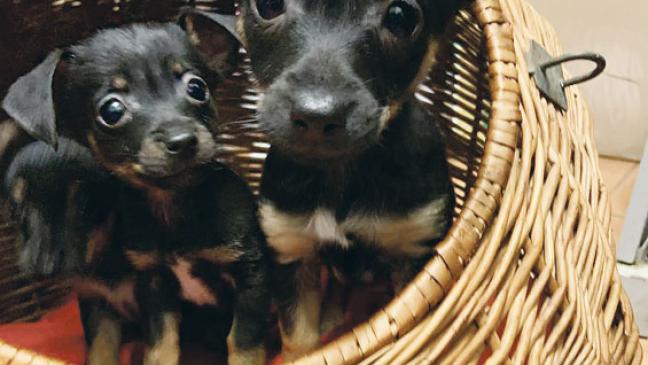 Welpenalarm im Tierheim Stapelmoor